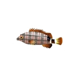 Burberry Hawkfish